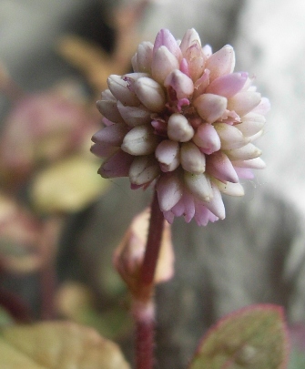 Persicaria capitata / Poligono capitato